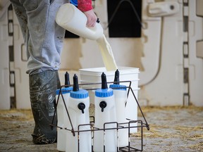 As a result of the agricultural supply management system supported by every party in the federal legislature, dairy farmers across Canada are dumping millions of litres of milk to keep prices artificially high, writes Matthew Lau.