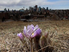 Crocuses bloom on a hill above Calgary. A survey of Canadian businesses found some signs of optimism in the pandemic. A remarkable 62 per cent of businesses said they would be able to return to “normal operations” within a month if all social distancing measures were removed.