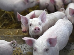Canadian farmers sell about six million piglets or “feeder pigs” to farmers in the United States every year — about 20 per cent of the country’s total.