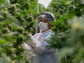 The cannabis sector employed 243,700 people at the beginning of 2020, up 15 per cent from the prior year and nearly double the number of jobs in 2017.