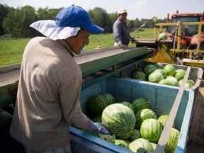 Ottawa estimates the shortage of farm workers at several thousands already with the growing season just beginning.
