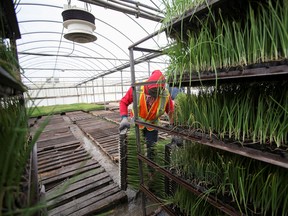 A migrant worker wears a mask and practices social distancing to help slow the spread of the coronavirus disease (COVID-19) while loading trays of onions at Mayfair Farms in Portage la Prairie, Manitoba.