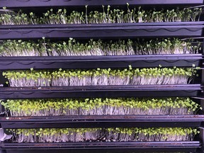 Trays of microgreens grown by D's Greens.
