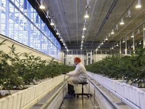An employee tends to marijuana plants at the Aurora Cannabis Inc. facility in Edmonton.