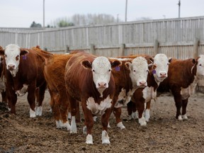 Beef cattle at the Kasko Cattle feedlot, affected by a supply chain blockage caused by coronavirus outbreaks at meat-packing plants, in Coaldale, Alberta, May 6, 2020.