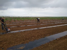 Cultivation team in Aljustrel, Portugal transplanting high-THC clones.