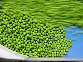 Peas move along a conveyor belt in Illinois.