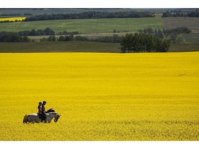 Riders and their horses pass through a canola field near Cremona, Alta., Tuesday, July 19, 2016. The federal government is helping finance an innovative, new agricultural production plant in Winnipeg that turns peas and canola into protein powders for the food industry.