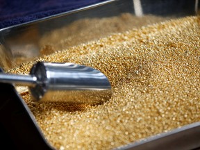 Gold grain is seen before being melted into 1kg gold bars during a refining process at  African Gold Refinery in Entebbe, Uganda.