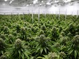 Profitable cannabis companies want to buy their way into niche segments and expand their brands, betting the November U.S. presidential election will lead to weed becoming legal across the United States.