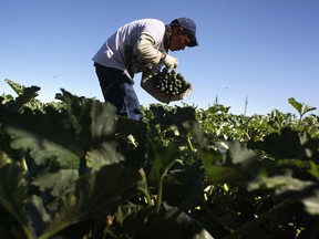 For all the cracks in the Canadian food chain exposed by the pandemic, none have been more glaring than the conditions facing migrant farm workers.
