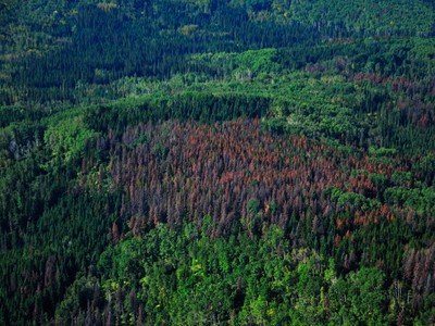 What's Killing Canada's Pine Trees? - Bloomberg