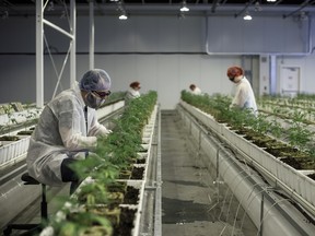 Employees tend to marijuana plants at the Aurora Cannabis Inc. facility in Edmonton, , on Tuesday, March 6, 2018.