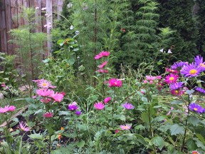 Wildflowers bloom in Financial Post columnist William Watson's garden in early August, 2020.