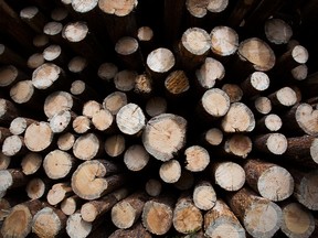 Freshly cut trees sit stacked before transport to the West Fraser Timber Co. sawmill in B.C.