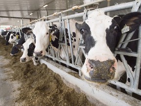 Dairy farmers say they have yet to be compensated for the new North American trade pact with the United States and Mexico that came into force July 1.
