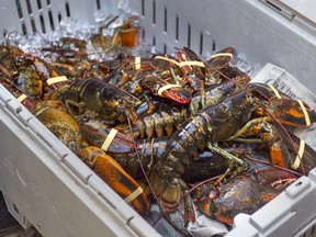 A crate of lobsters sits on the sidewalk outside the legislature in Halifax on Friday, Oct. 16, 2020.