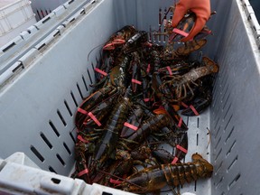 Lobsters sit in a crate aboard an Indigenous lobster fishing boat in Meteghan River, Nova Scotia.