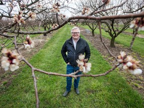 aul Moyer, Co-Founder of Clean Works Medical stands in his Beamsville apricot orchard in April.