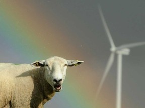 Sheep graze close to wind turbines in the German town of Husum. Germans know the hazards of pursuing a green power utopia all too well.