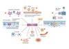 Hydrogen sulfide has come to be recognized as central to a wide range of key cellular functions.