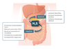 As indicated in the diagram above, hydrogen sulfide plays several crucial roles in maintaining the health of the digestive system.