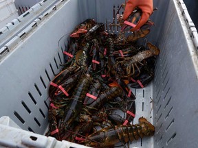 Lobsters sit in a crate aboard an Indigenous lobster fishing boat in Meteghan River, Nova Scotia.