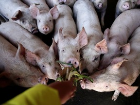 A student feeds pigs at a farm next to a primary school in Xuanwei, Yunnan province, China.