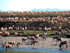 In this undated file photo provided by the U.S. Fish and Wildlife Service, caribou from the Porcupine caribou herd migrate onto the coastal plain of the Arctic National Wildlife Refuge in northeast Alaska.