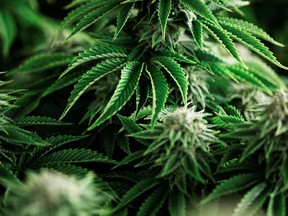 Marijuana plants grow at a facility in Smiths Falls, Ont.