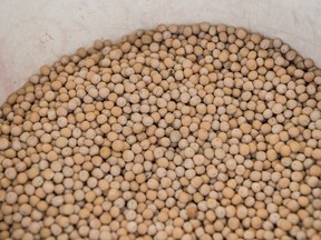 Harvested yellow peas from a farm in Alberta.