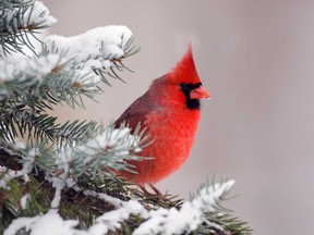 Richard C. Owens found small consolations, such as watching three pairs of cardinals and a woodpecker gathered together in his small, downtown Toronto garden.