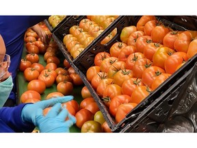 Delicious, fresh tomatoes meet IFCO supply chain efficiency in North America