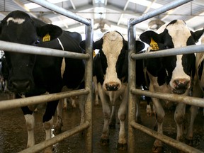 Cows on a dairy farm in California.