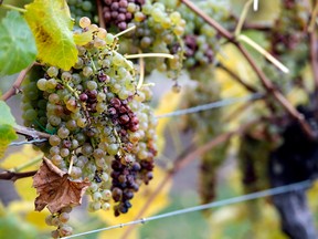 Ontario vineyards earmarked the lowest amount of grapes for this winter's ice wine harvest in at least 20 years.