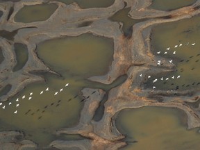 hite geese fly over wetlands on the Alaskan tundra in Teshekpuk Lake, Alaska.