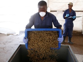 An employee empties a container full of black soldier fly larvae before they are weighed at an organics facility in Kenya.