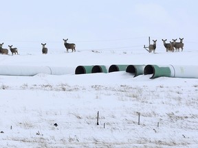 Deer gather at a depot used to store pipes for the Keystone XL oil pipeline in Gascoyne, North Dakota.