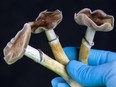 Companies that work with drugs containing compounds such as psilocybin, the substance in magic mushrooms that produces psychedelic effects, are multiplying.