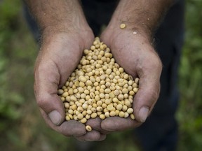 A farmer holds soybeans at a London, Ont., farm.