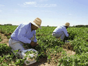 Roughly 60,000 migrant workers, mostly from Mexico and the Caribbean, are annually employed by Canadian farms, including 25,000 for the spring planting season.