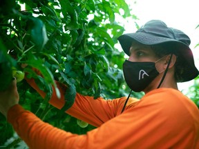 An AppHarvest worker tends to tomatoes at its flagship farm in Morehead, Kentucky. The company, which runs a high-tech greenhouse in Kentucky the size of 60 football fields, cuts water usage by 90 per cent compared with open-air agriculture. Its market capitalization may have halved from its peak in February to about US$1.9 billion, but AppHarvest said its "business strategy and fundamentals remain strong."