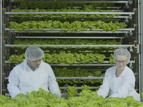 CubicFarms provides sustainable and profitable commercial-scale automated indoor growing systems for local produce and fresh livestock feed.