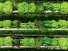 CubicFarms’ produce is grown onsite in an indoor, controlled environment for delicious greens harvested at the peak of freshness, bringing food production closer to home.