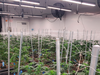 Grow room at the Apex facility.