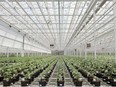 Cannabis plants in an Aphria Inc. greenhouse in Leamington, Ont.