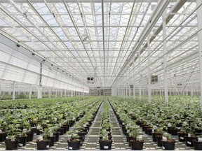 Cannabis plants in an Aphria Inc. greenhouse in Leamington, Ont.