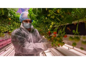 Fluence trial examines best practices for efficiently growing strawberries in a controlled environment.