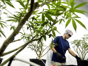 An employee works at the Canopy Growth Corp. facility in Smith Falls, Ontario. Canopy is buying Toronto-based consumer marijuana brand AV Cannabis Inc.