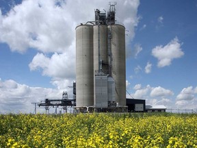 A Viterra grain elevator stands in a field of canola in Alberta.